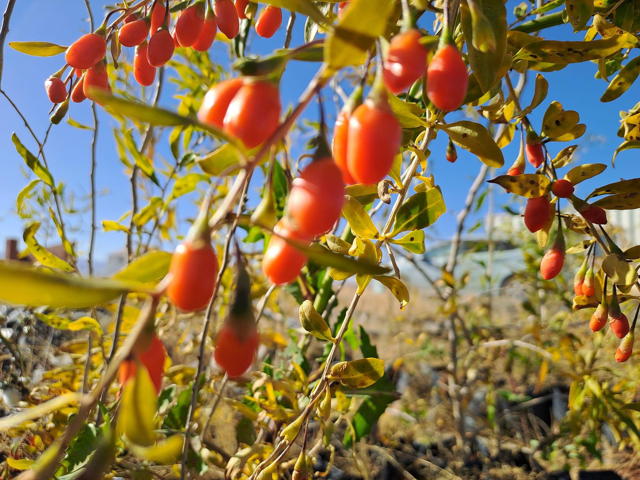 image of goji berry