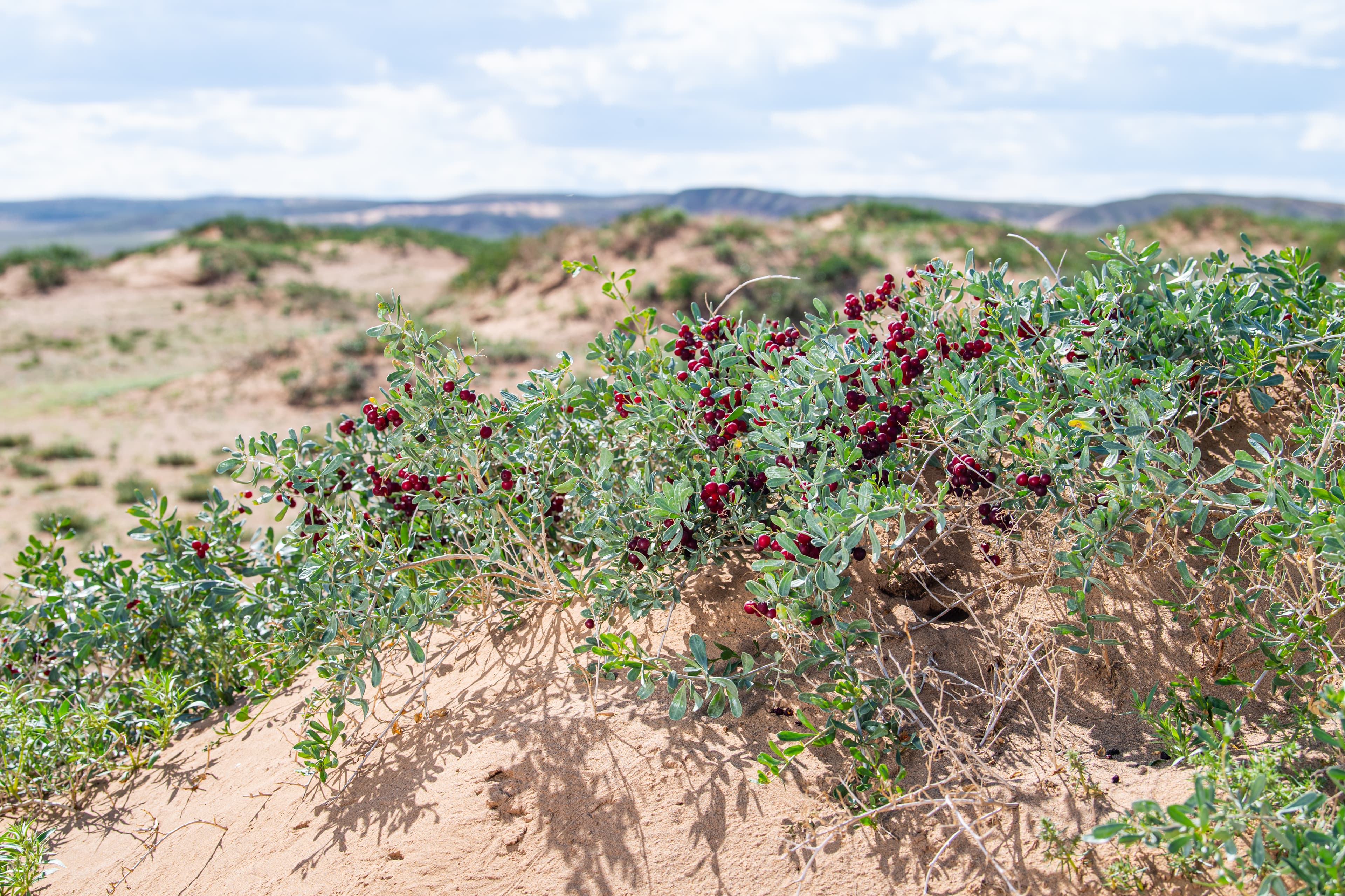 image of nitraria sibirica in South Gobi, Mongolia